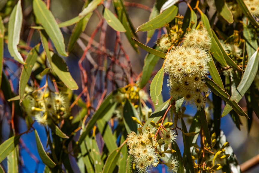 A flowering tree with green leaves and yellow flowers