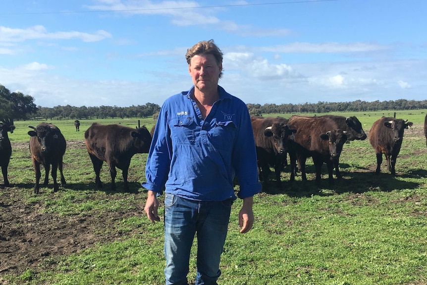 A fair-haired man in work clothes stands in a paddock in front of a line of cattle.