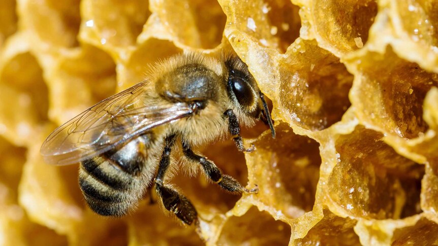 Close-up of a bee on a honeycomb.