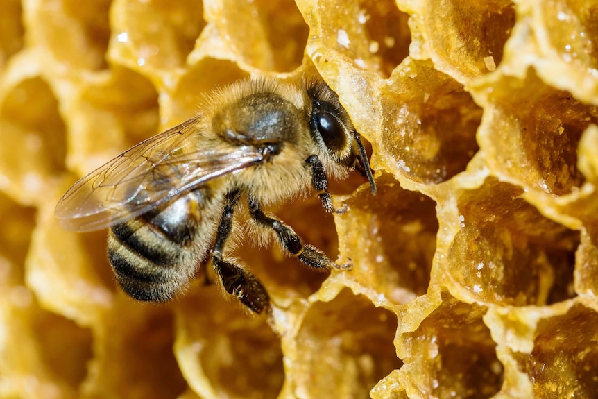 Close-up of a bee on a honeycomb.