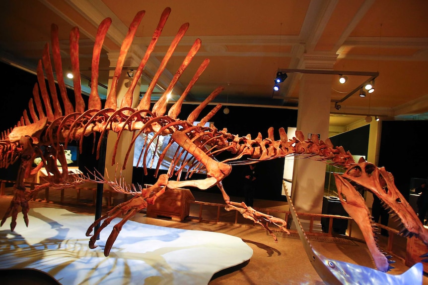 A giant skeleton of a big dinosaur is displayed in a museum.