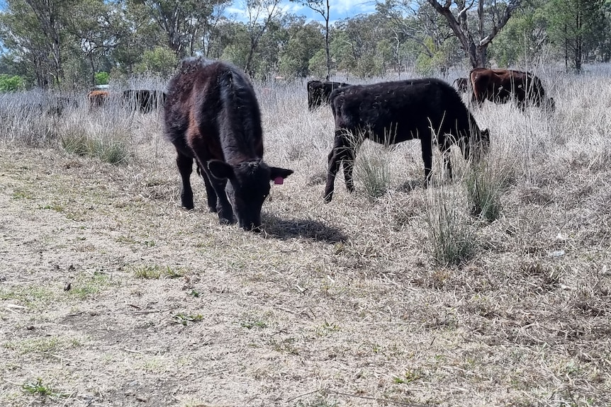 Black cattle eating grass.