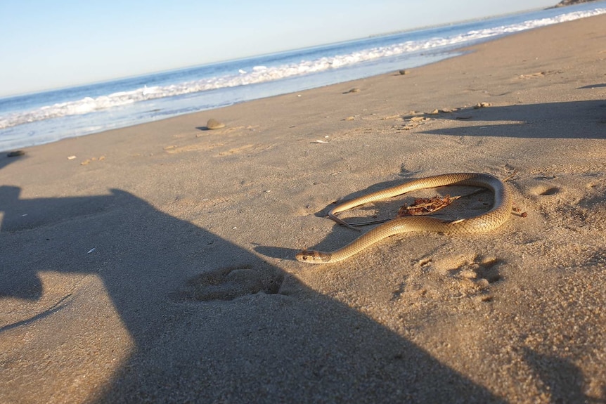 A brown snake on the beach.