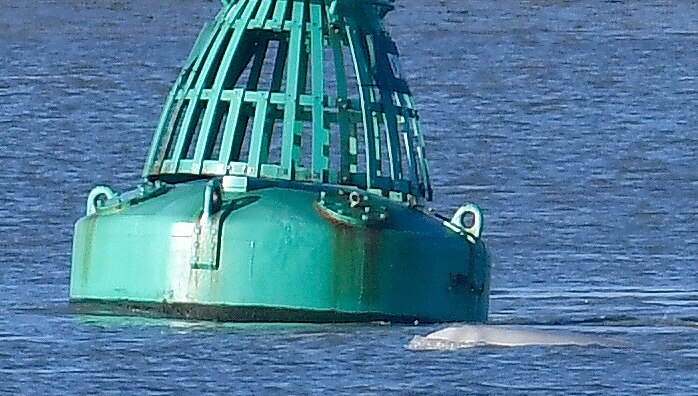 The head of a white whale is visible next to a large buoy