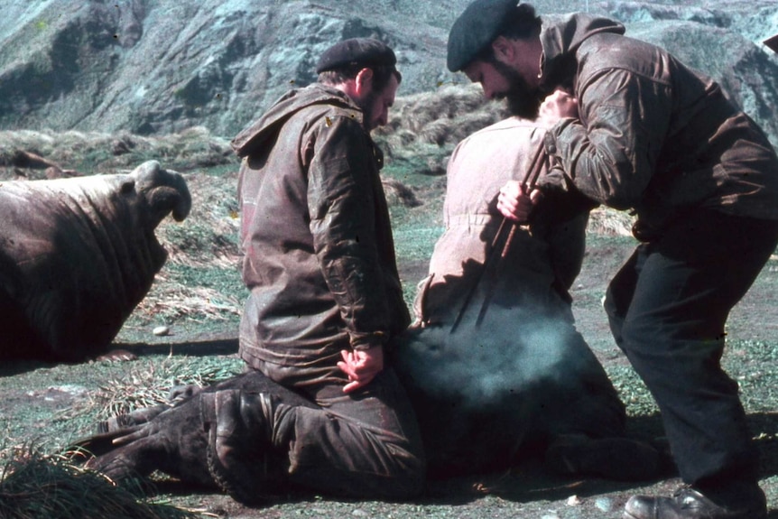 Horst Munstermann branding seals on Macquarie Island in 1958