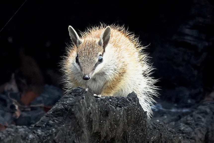 A close up of a numbat sitting on a charred log