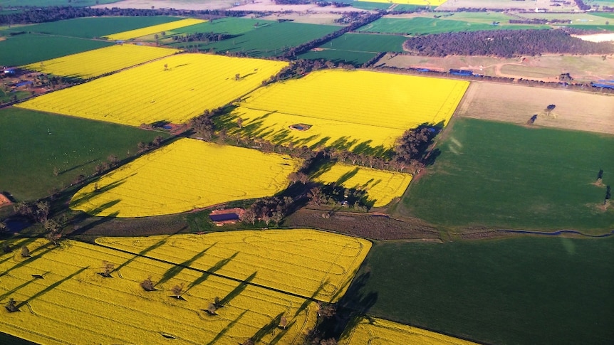 An aerial view of a bright yellow paddock filled with canola.