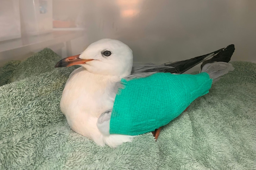 A bird with a green wrap on its wing sits on a blanket.