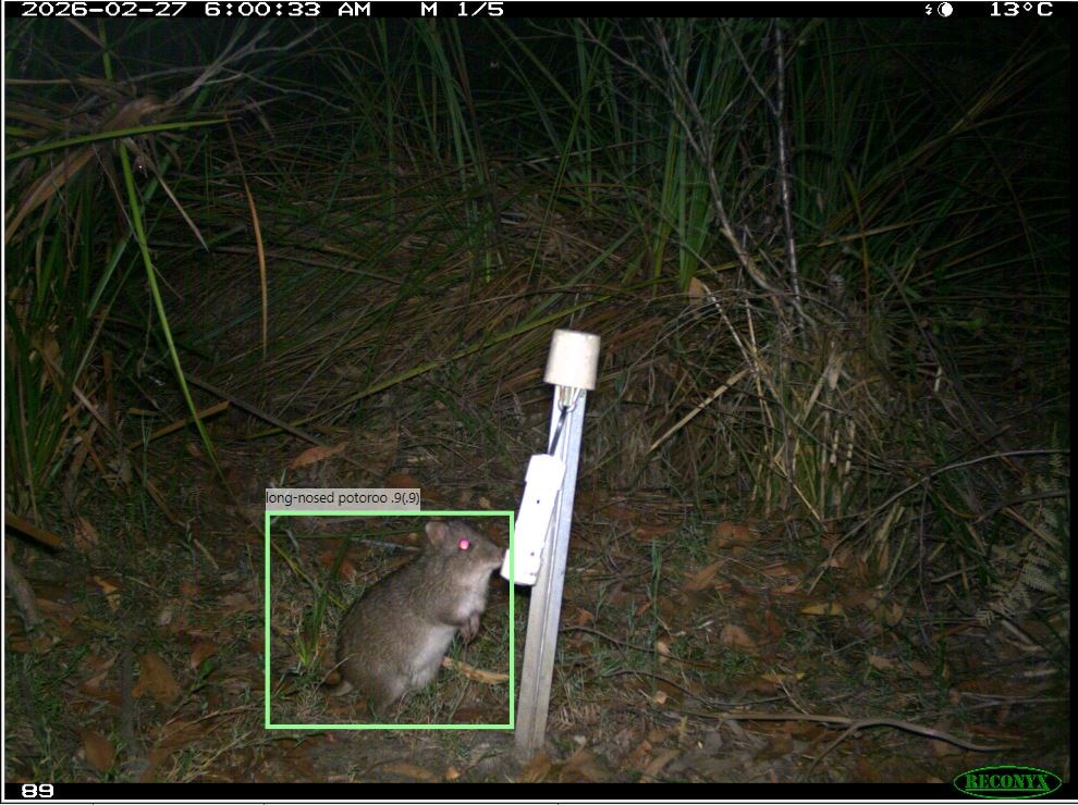 Parks Victoria deploys AI to accelerate species monitoring