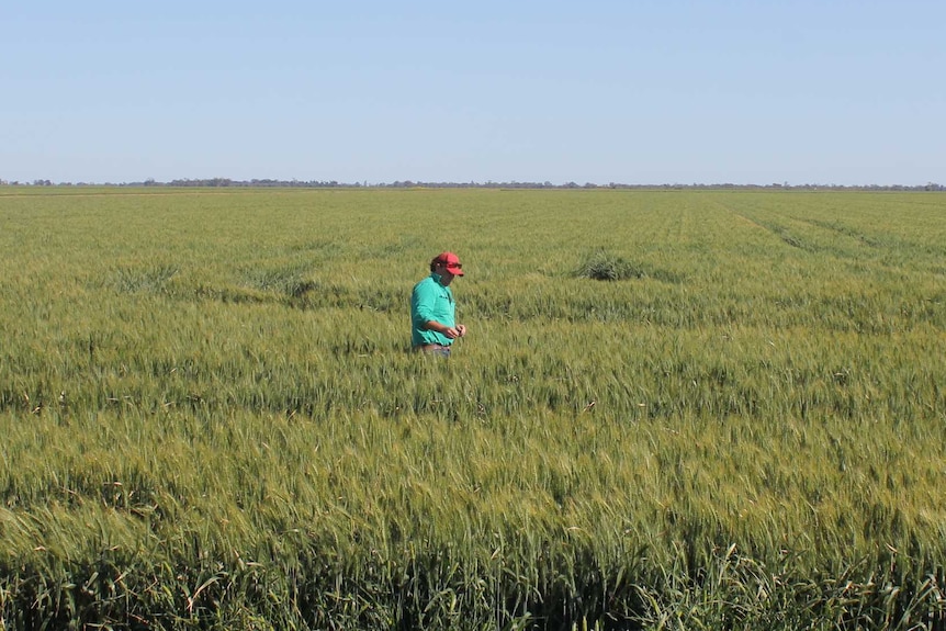 A long shot of a farmer standing in a vast, green wheat crop with a big blue sky in the background