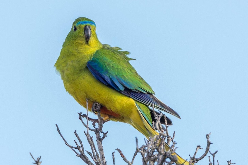 An orange bellied parrot at Melaleuca