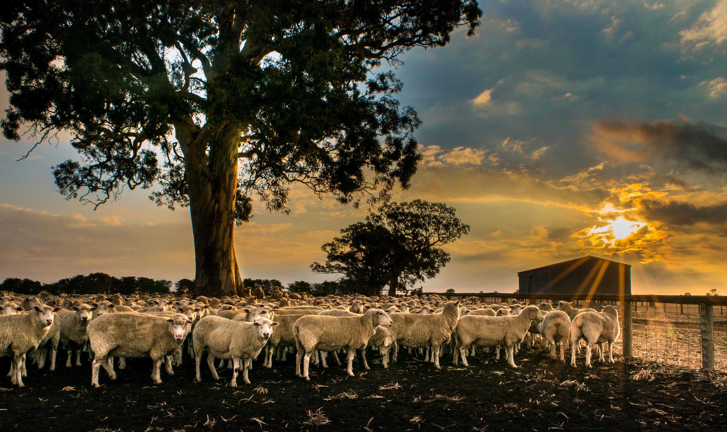 Sheep gather in a yard at sunset