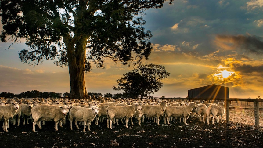 Sheep gather in a yard at sunset