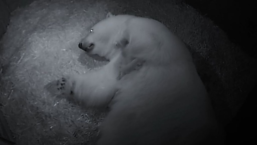 Polar bear gives birth to twins