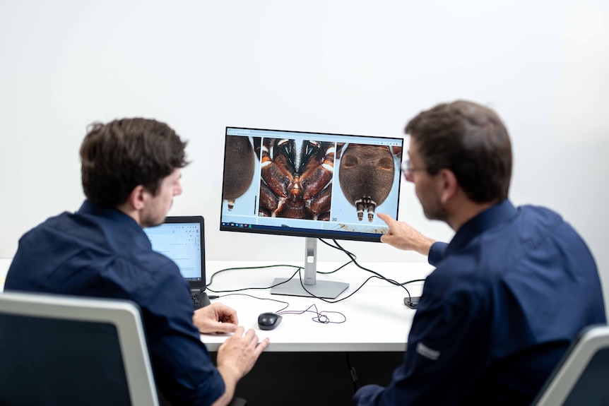 Two scientists sitting at a desk, looking at pictures of a spider on a computer monitor.