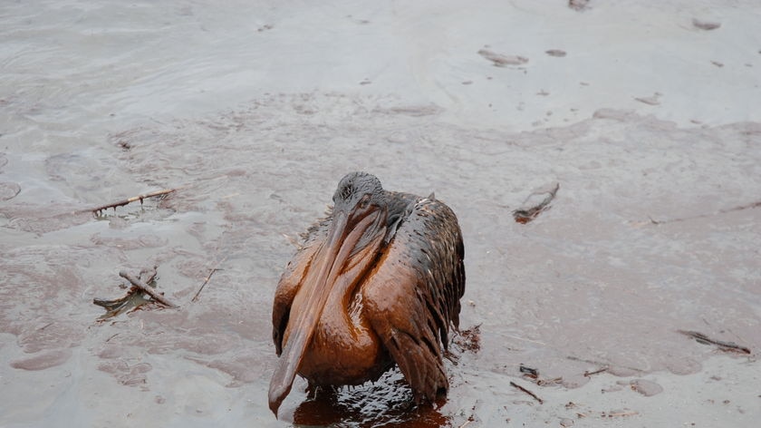 A pelican coated in thick oil on a beach in Louisiana on June 3, 2010