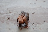 A pelican coated in thick oil on a beach in Louisiana on June 3, 2010