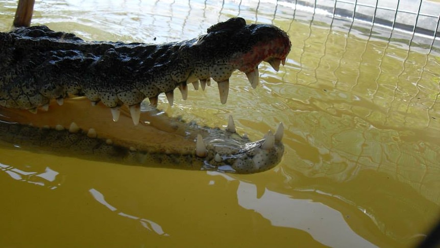 A saltwater crocodile caught in a trap