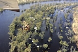 Murray River flood water covers beach and caravan park