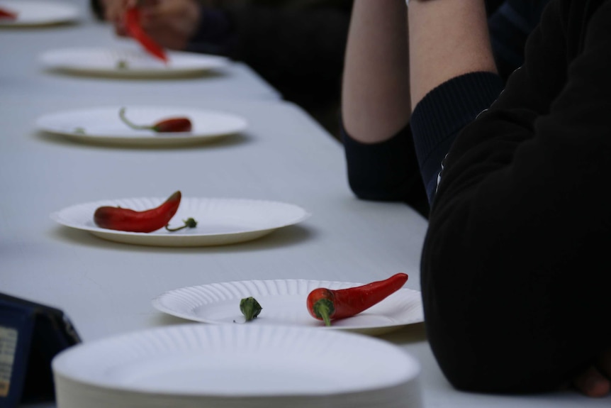 Chillies on paper plates.