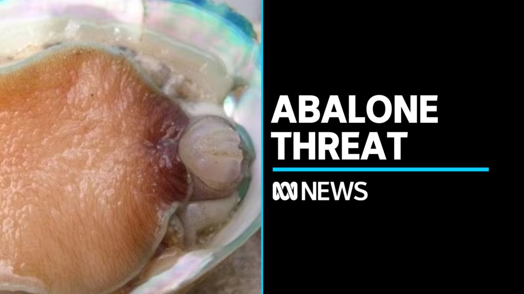 Fishing restrictions implemented after abalone disease detected - ABC News