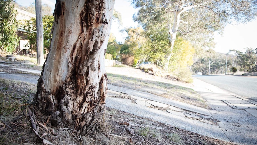 A eucalyptus tree has shed most of its bark on the street.