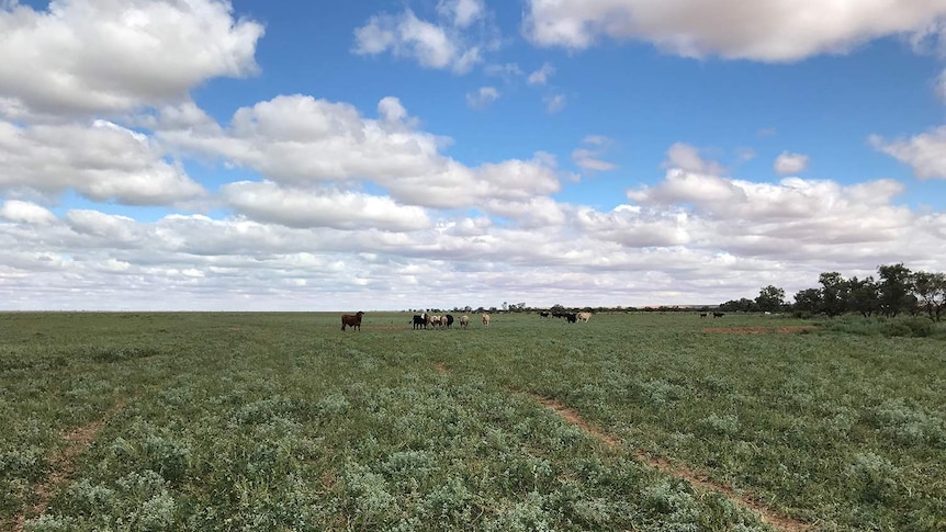 Seas of green grass under cloudy sky at Bulloo Downs Station with cows grazing.