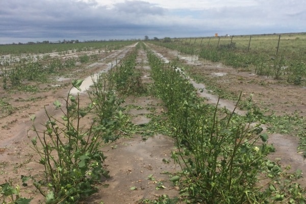 Dryland cotton crop badly damaged by hail at Millie, north west NSW