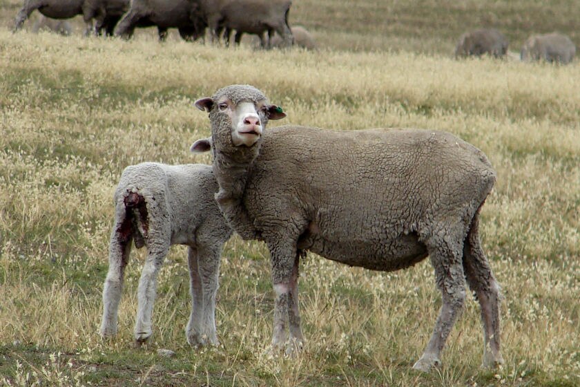Sheep and lamb Tasmania