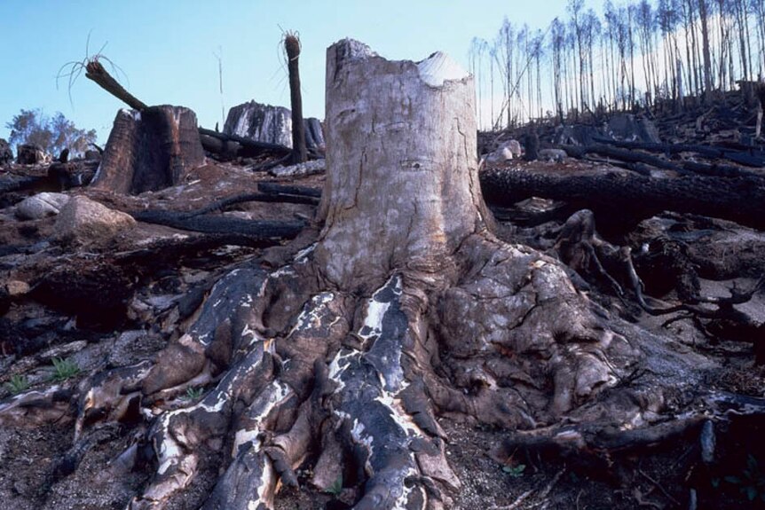 A sassafras stump at Tombstone Creek in 206, after the area was recently logged and burned.