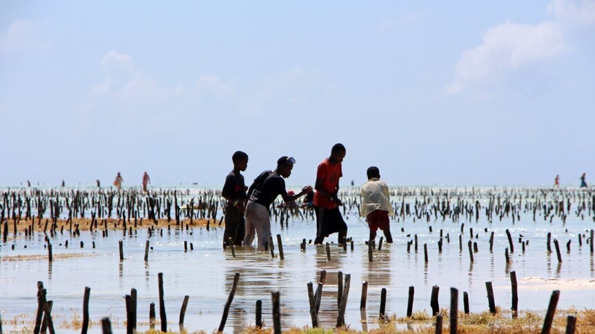 Boys fishing among rows of seaweed off the coat of Zanzibar in eastern Africa.