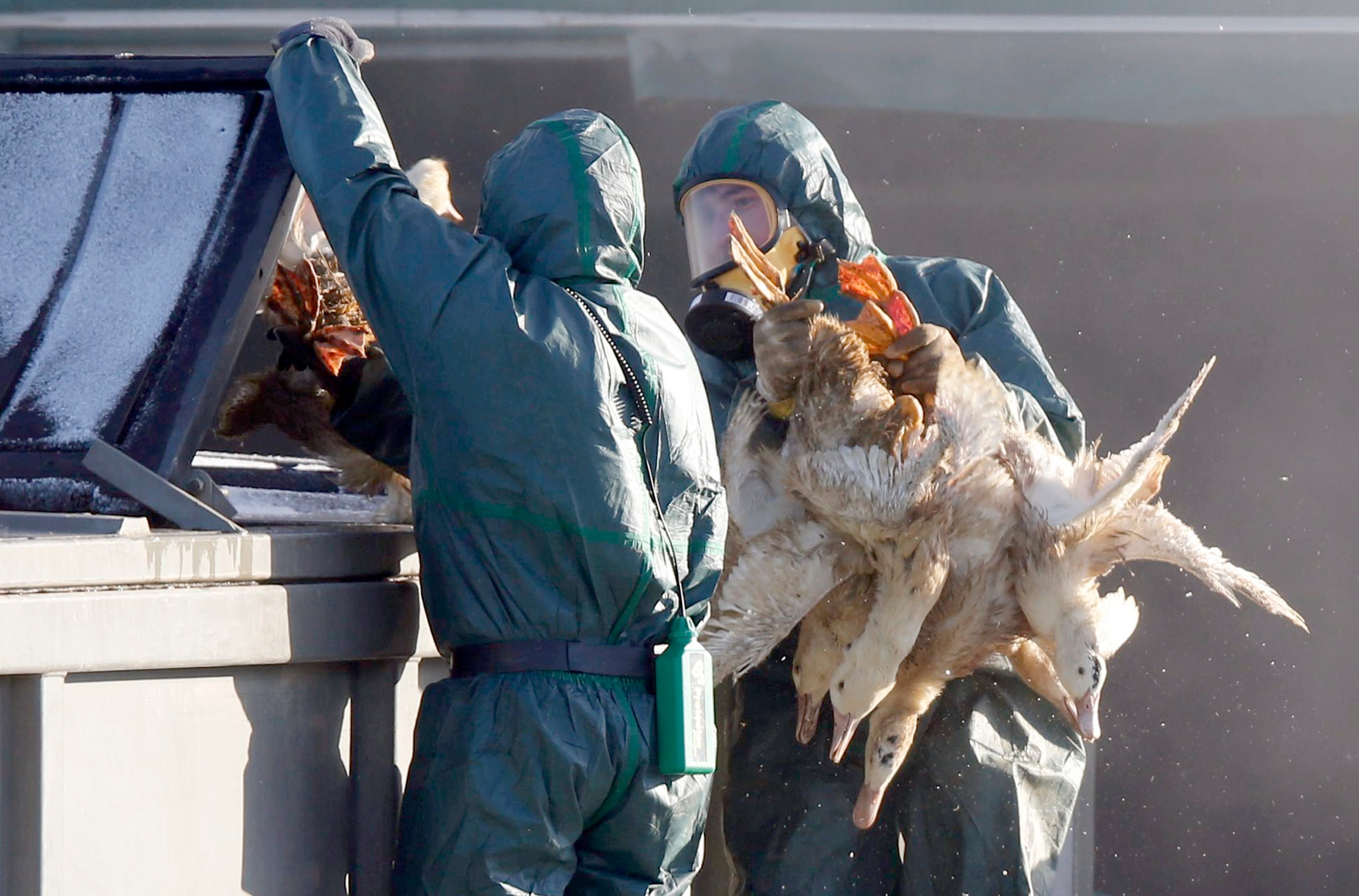 People in blue PPE hold ducks. 
