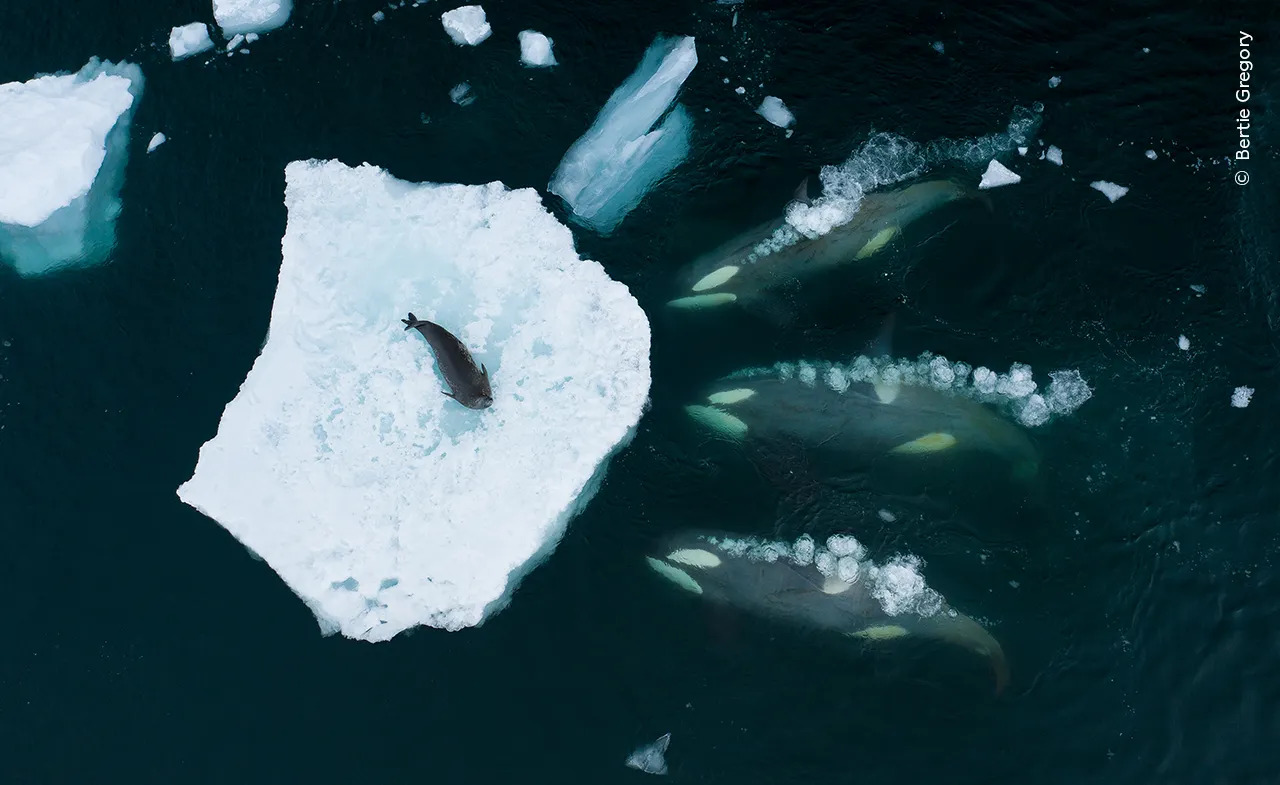 O bucată de gheață care plutește în ocean cu o focă deasupra.  Trei orche înconjoară gheața