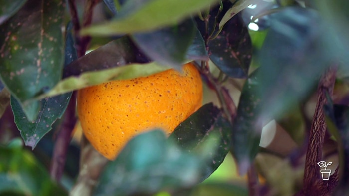 Orange growing on a tree and covered in small spots