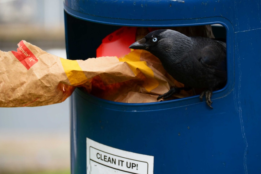 A blackbird inside a rubbish bin, with paper rubbish sticking out.