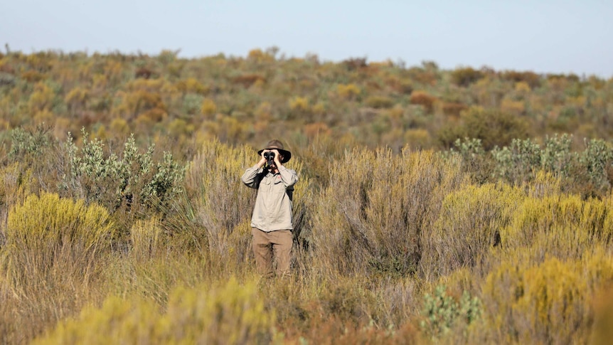 Mallee emu wren surveys at Ngarkat Conservation Park