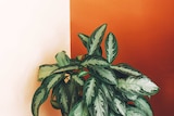 A Chinese evergreen plant in front of an orange and pale pink wall.