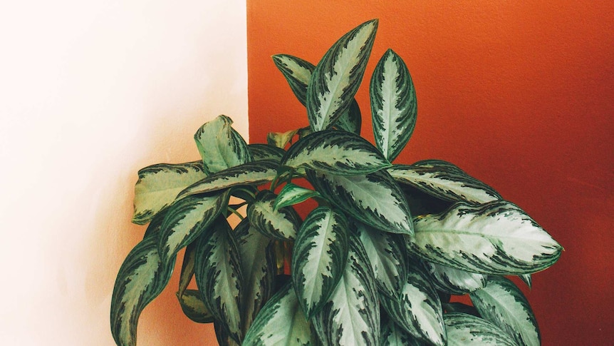 A Chinese evergreen plant in front of an orange and pale pink wall.