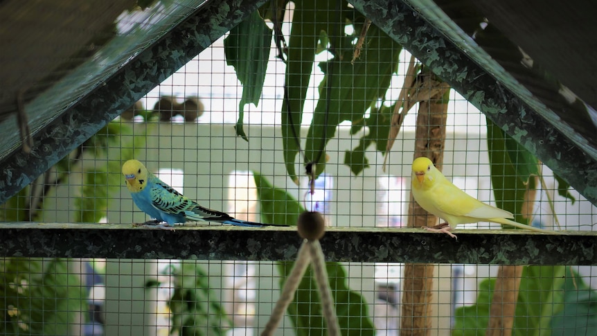 Two budgies standing on a galvanised steel beam in a budgie cage, looking at the lens.
