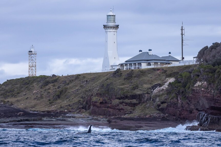 an orca poking out of the water with a lighthouse in the background