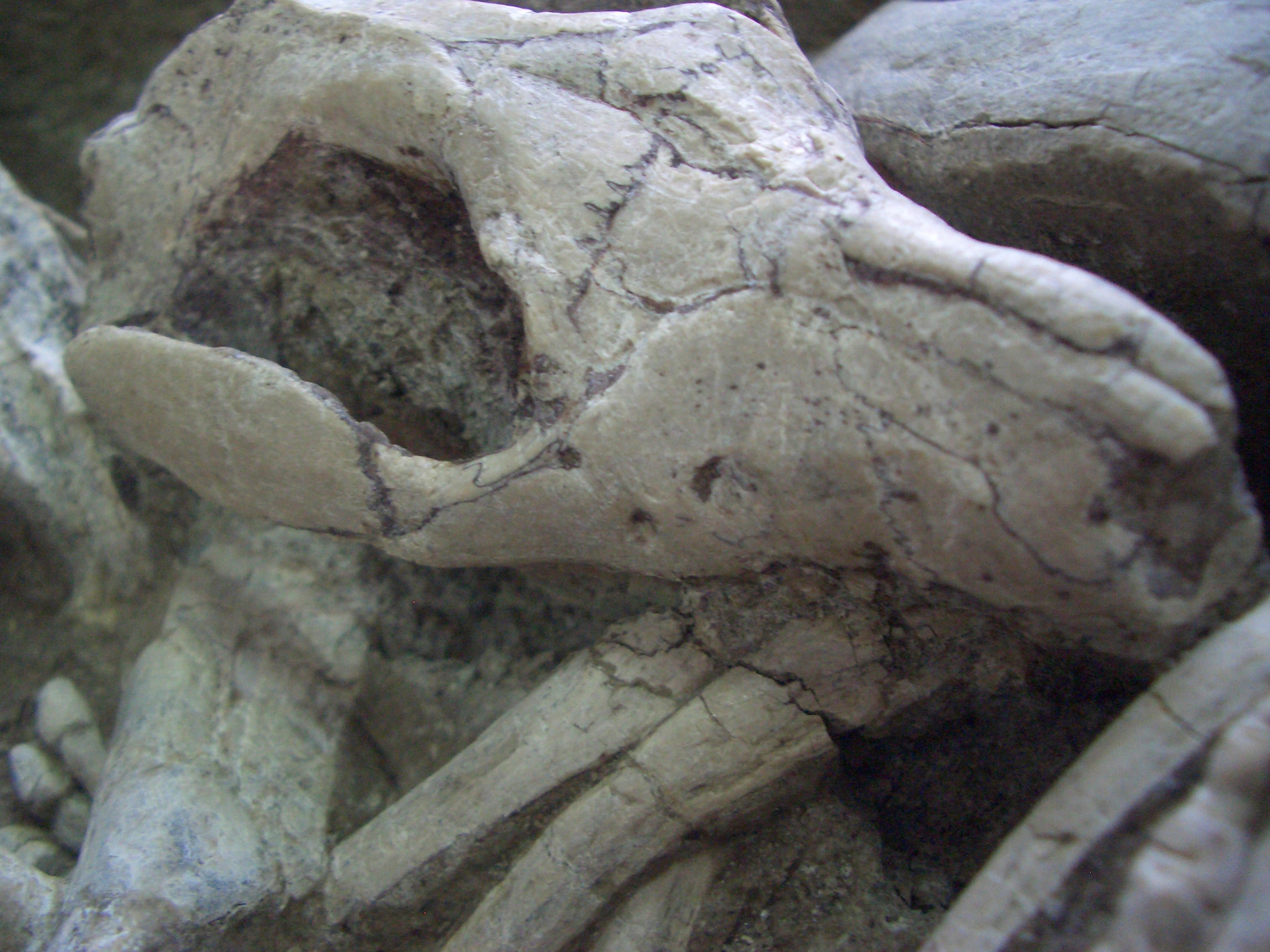 Mammals may have hunted dinosaurs much larger than them, rare fossil ...