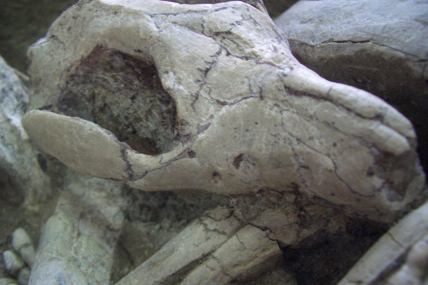 A close-up view of a small animal skull seemingly biting a thin, long bone.