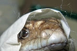 Bobtail lizard