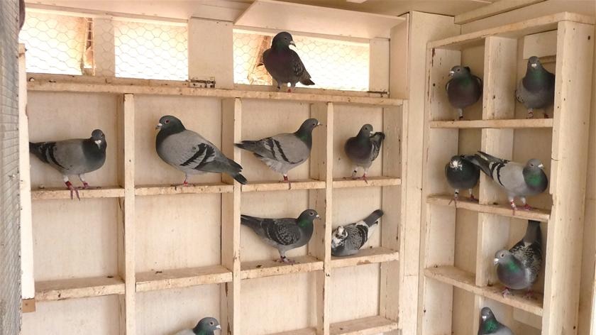 Residents in a flap over proposed pigeon loft at Neath.