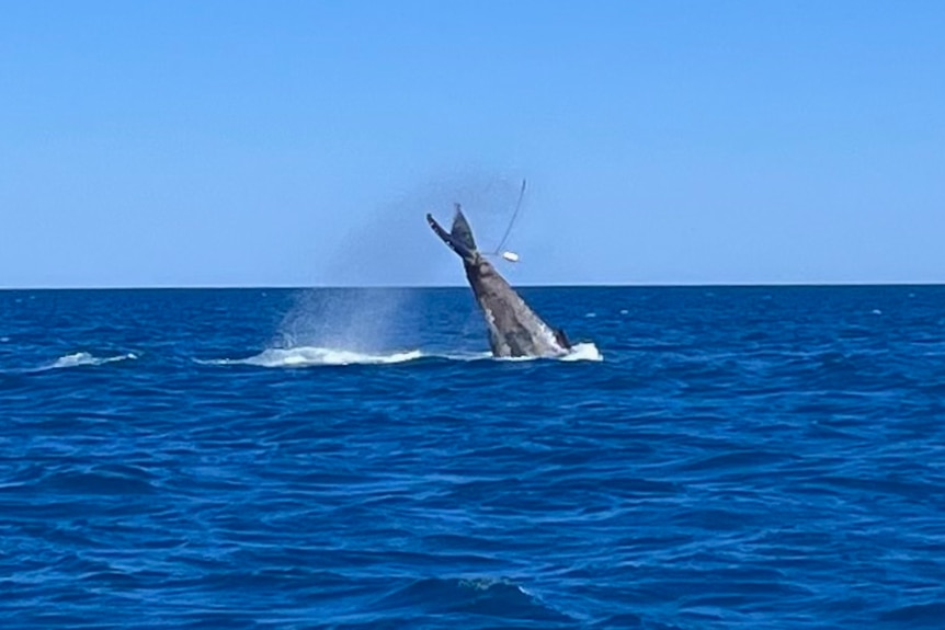 A grey whale tail above the water flicks a rope and float