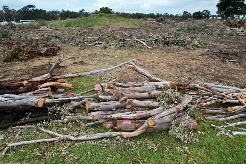 Logs and cut-down trees lying on grass