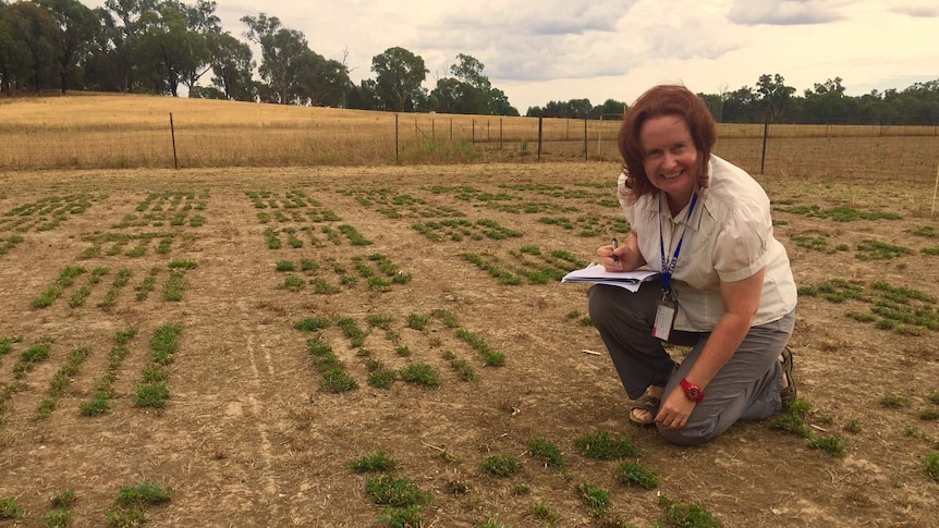 Dr Meredith Mitchell in her lucerne trial paddock at the Rutherglen Research Centre