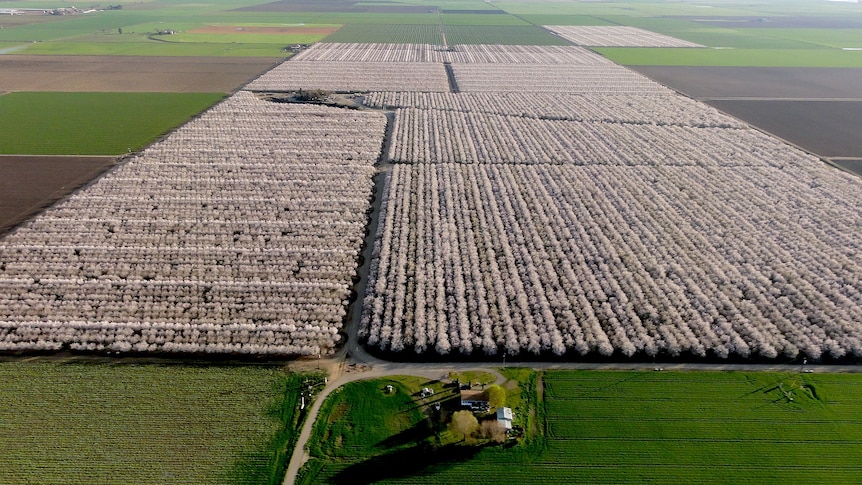 Almond orchard California