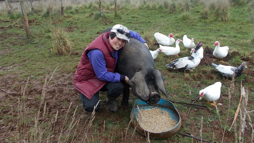 A large black pig having a feed surrounded by ducks and owner Coreen Ung