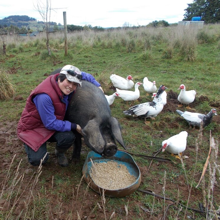 A large black pig having a feed surrounded by ducks and owner Coreen Ung
